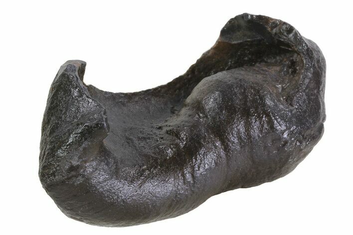 Fossil Whale Ear Bone - Miocene #69680